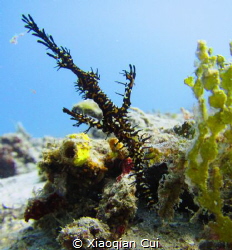 Ornate ghost pipefish at seahorse bay in Lombok by Xiaoqian Cui 